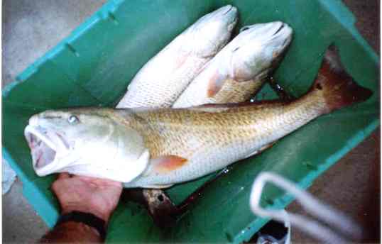 redfish.jpg