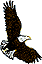 eagleicon2